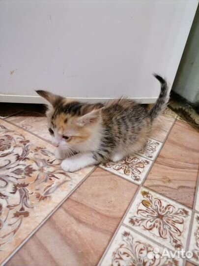 Кошка в дар