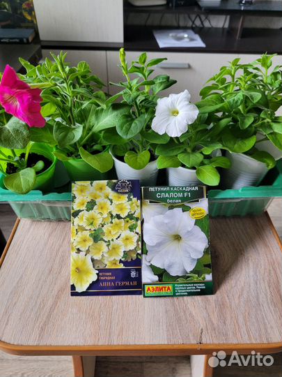 Петуния (цветы для дачи)
