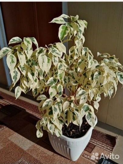 Фикус Де Гантель