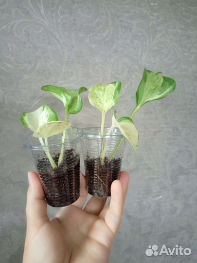 Эпипремнум Комнатные цветы