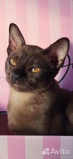 Бурма котята