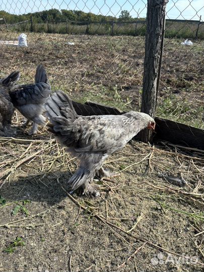 Петушки брама