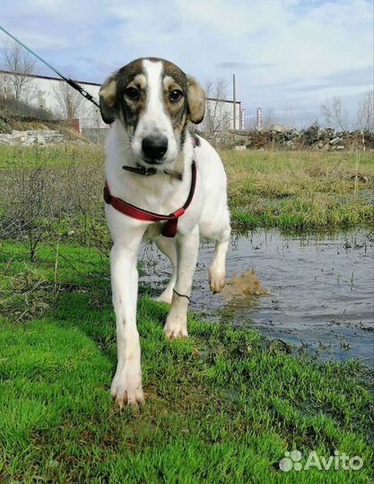 Собака Лиза