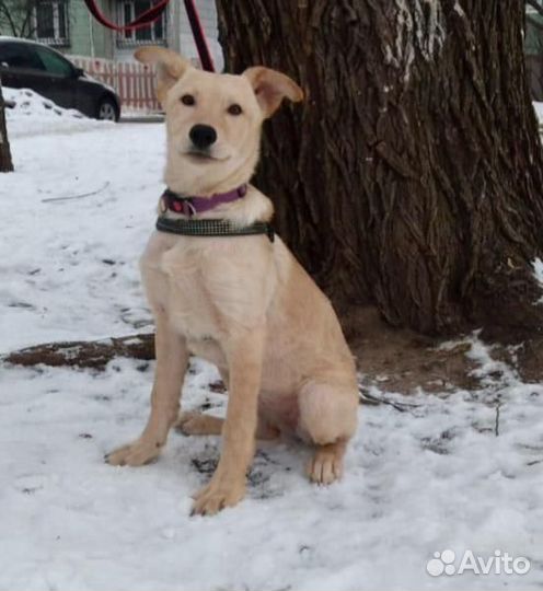 Собака/девочка. Фиби