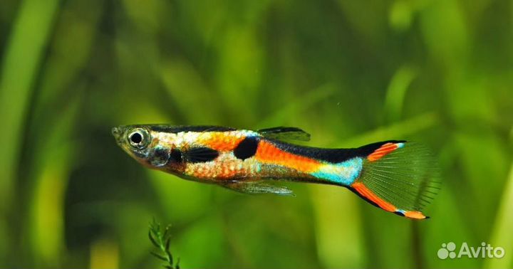 Гуппи Эндлера