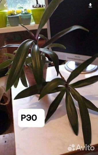 Комнатные растения