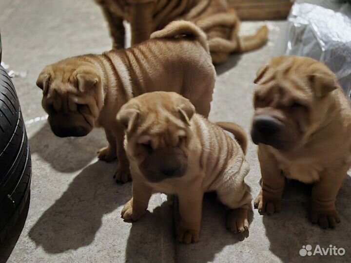 Щенки шарпей