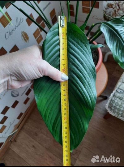 Спатифиллум крупный сорт