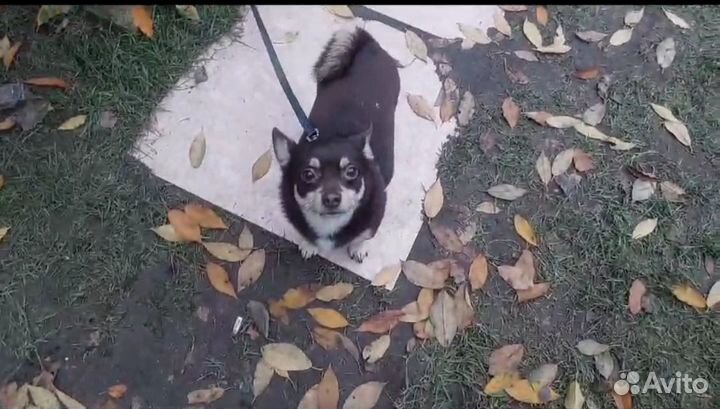 Найдена потеряшка