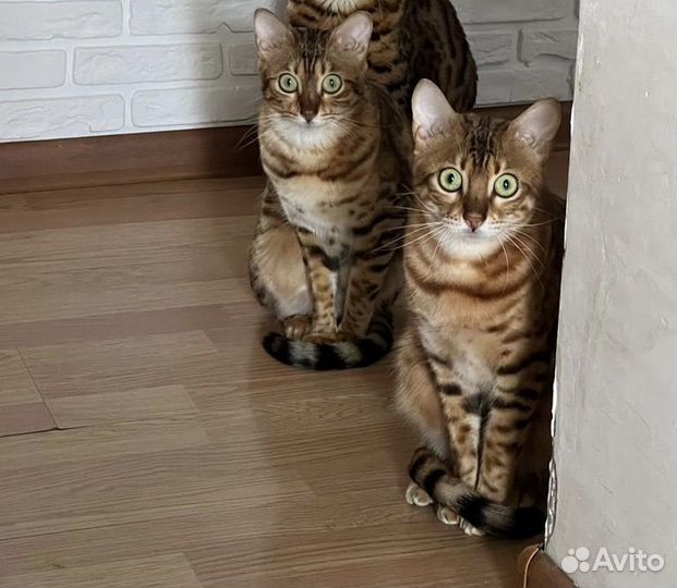 Бенгальская кошка