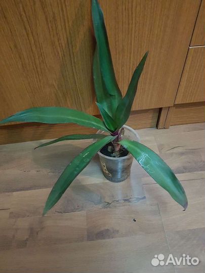 Рэо,золотой ус,денежное дерево