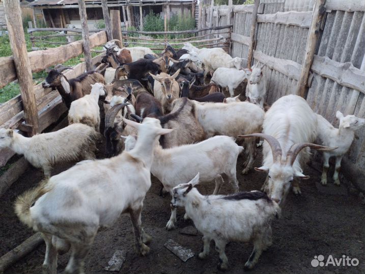 Козы козлы на развод или на мясо