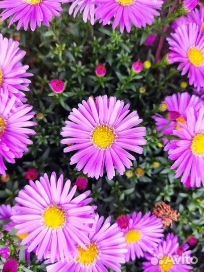 Мини ромашки