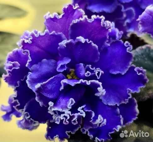 Фиалка ват-Синяя роскошь