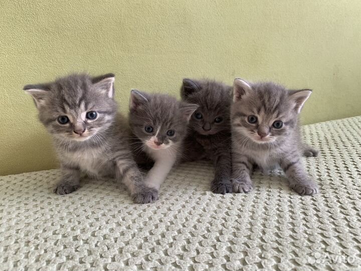 Котята Британцы