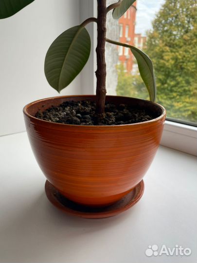 Фикус в горшке