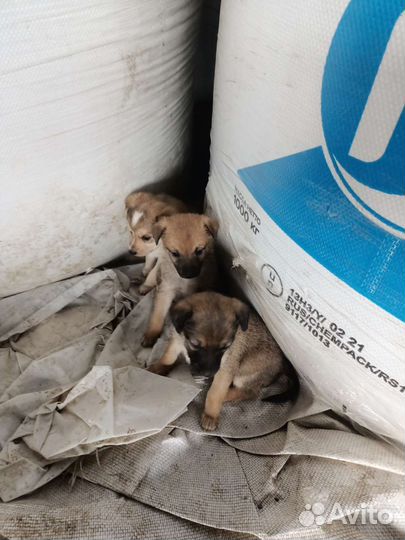 Щенок в добрые руки