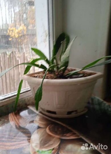 Эпифиллум Филлантус весенний декабрист