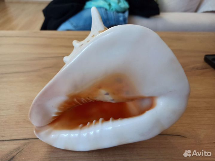 Морская раковина