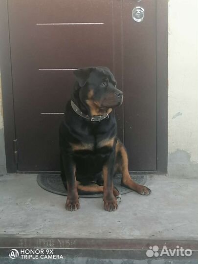 Вязка ротвейлер