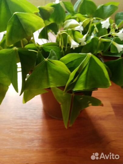 Кислица зелёная