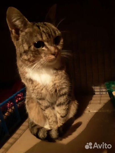 Миниатюрная кошечка в добрые руки