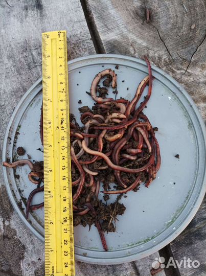 Черви дендробена