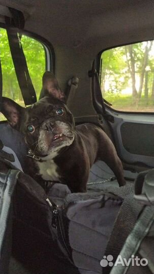 Зоотакси без клеток и намордников