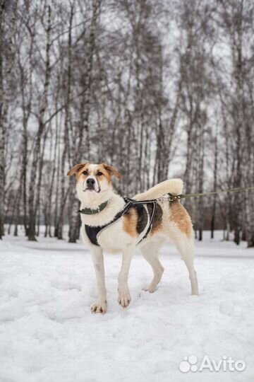 Ласковый мальчик из приюта в добрые руки