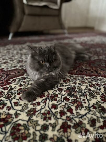 Британский кот