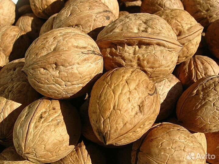 Орех грецкий