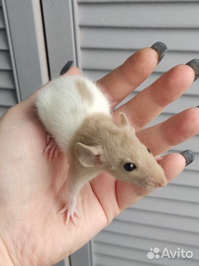 Крысята из питомника