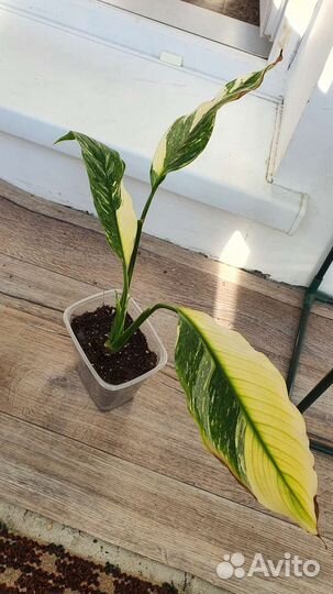 Спатифиллум домино