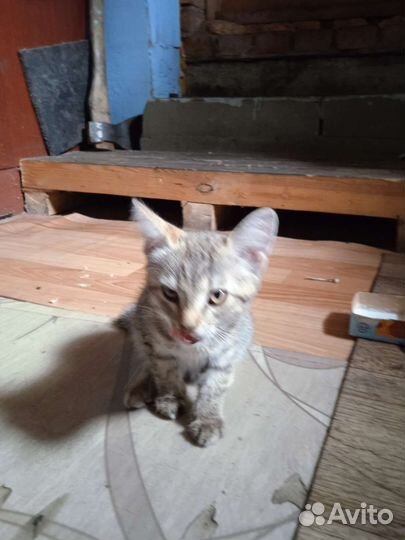 Кошка в дар