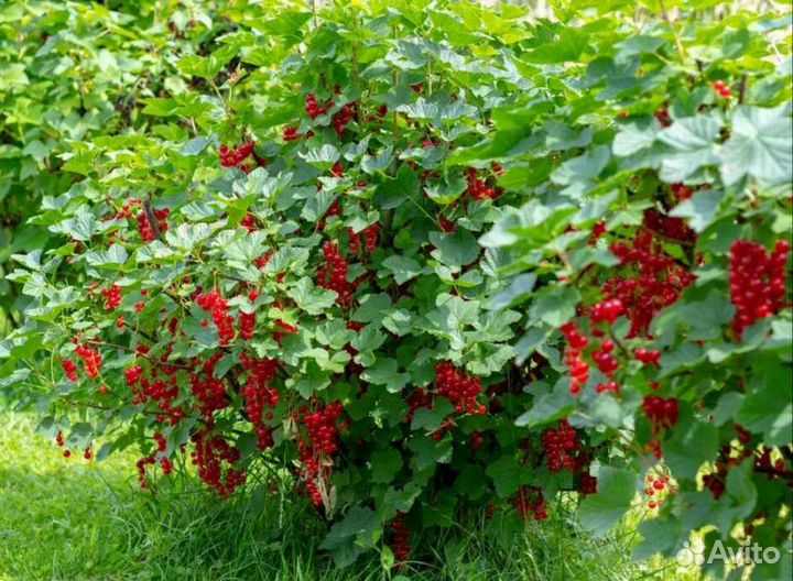 Красная смородина 