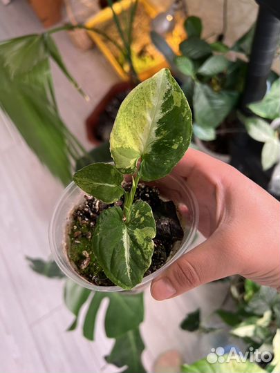 Сингониум scrambled eggs