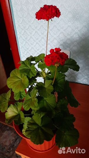 Герань пеларгония розебудная