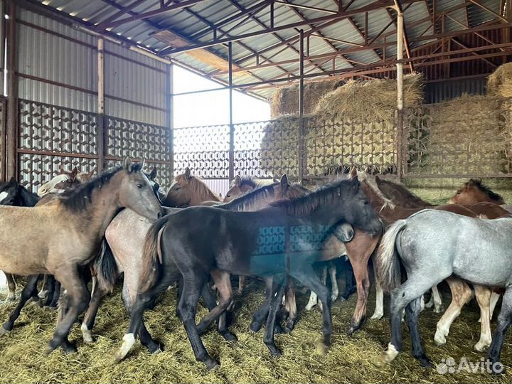 Продаю жеребят