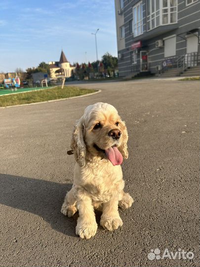 Кокер спаниель вязка