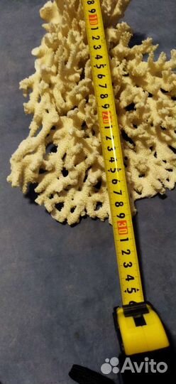 Коралл большой