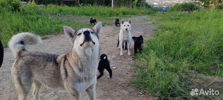 Щенки лайки в дар