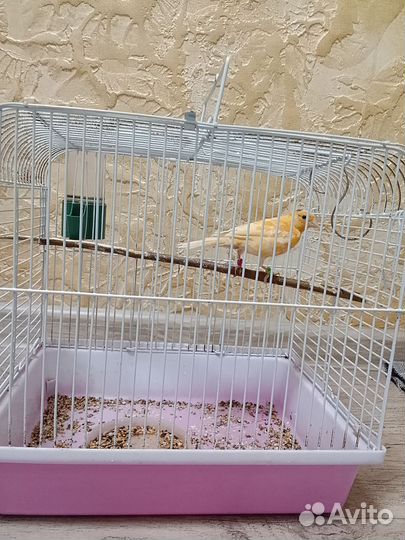 Кенарь поющий