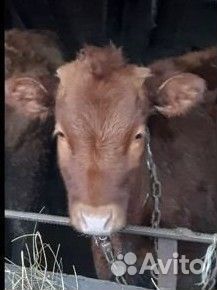 Бычки и тёлочки