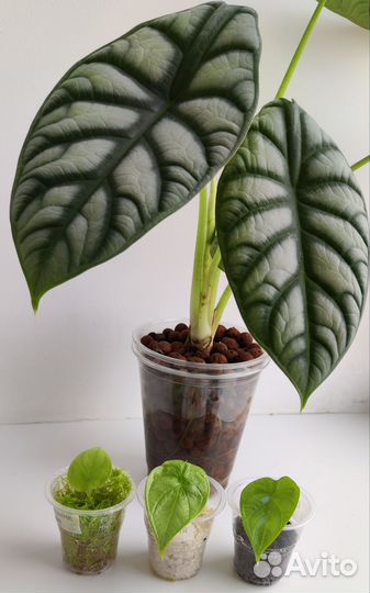 Алоказия Серебряный дракон