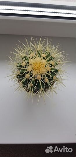 Эхинокактус грузони