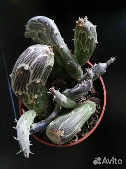 Крестовник повислый Пендулус