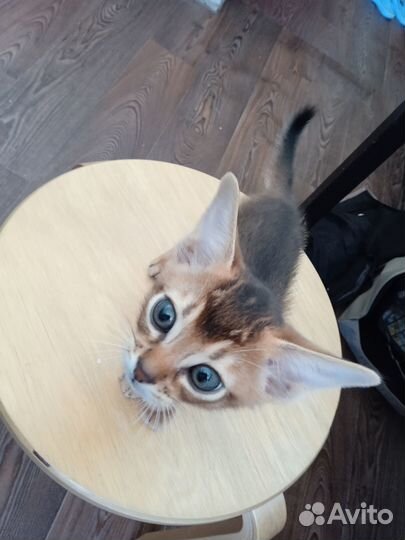 Абиссинский котенок