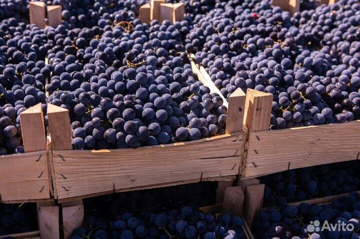 Виноград. На вино. Опт