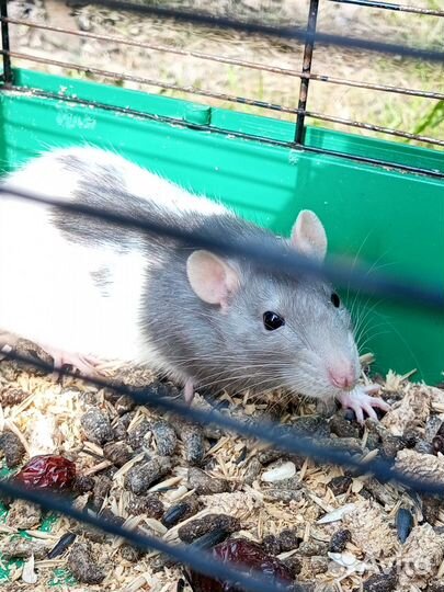 Крыса дамбо