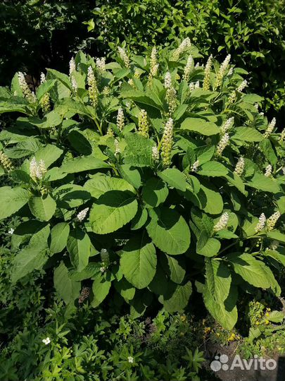 Лаконос, саженцы